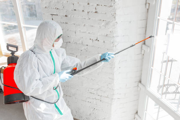 Best Mold Damage Restoration  in USA